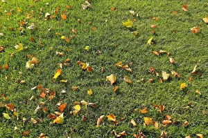 Autumn Leaves Prints: Bucharest, Romania - October 17