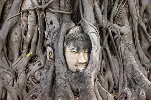 Tribaleye Prints: A Buddha Head enbeded in a pipal tree at Wat Mahathat temple