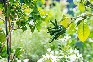 Acid Prints: Buddhas hand fruit on the tree in the garden