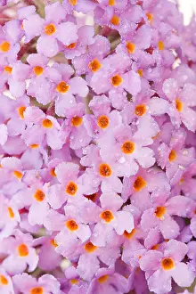 Hybrid Prints: Buddleja Lochinch flower spike