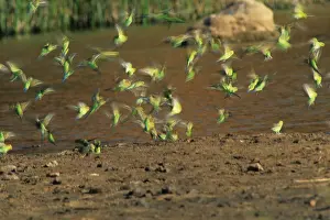 Parrots Prints: Budgerigar Melopsittacus undulatus Flock flying