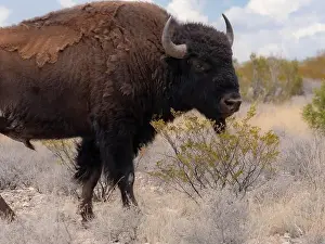 Maresa Pryor Prints: Buffalo bull on Ladder Ranch raised for beef, Ted Turner properties in New Mexico