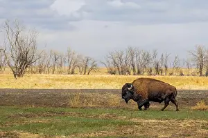 Hoof Prints: Buffalo herd at Rocky Mountain Arsenal National Wildlife Refuge, Colorado