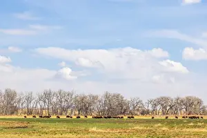 Hoof Prints: Buffalo herd at Rocky Mountain Arsenal National Wildlife Refuge, Colorado