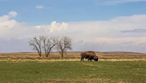 Hoof Prints: Buffalo herd at Rocky Mountain Arsenal National Wildlife Refuge, Colorado
