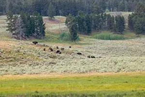 Wildlife Animals Prints: A Buffalo Herd in Yellowstone National Park
