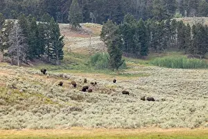 Wildlife Animals Prints: A Buffalo Herd in Yellowstone National Park