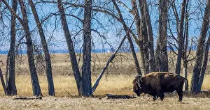 Hoof Prints: Buffalo at Rocky Mountain Arsenal National Wildlife Refuge, Colorado