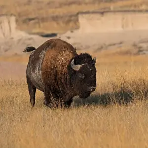 American Bison Prints: A buffalo is standing in a field of tall grass