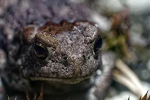 Frog Prints: Bufo bufo live in Russia, Urals