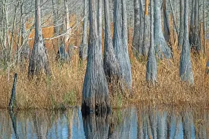 Spanish Moss Prints: Bulbous Tupelo Tree Trunks on a Marshy Shore in Stephen C Foster State Park in Georgia