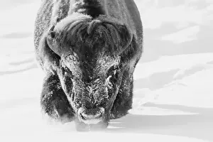 Ken Archer Prints: Bull bison wading through the deep snow of Yellowstone
