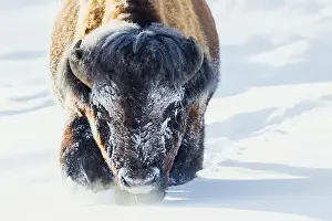 Ken Archer Prints: Bull bison wading through the deep snow of Yellowstone
