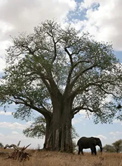 Plains Prints: bull elephant Tarengire baobob tree