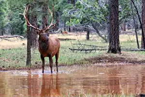 Stag Prints: Bull elk in autumn in Jasper National Park, Canada