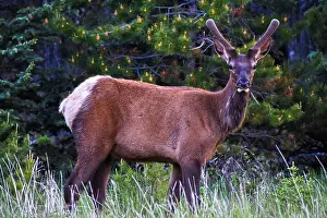 Bull Elk. Jasper Alberta, Canada