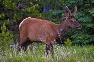 Male Animal Prints: Bull Elk. Jasper Alberta, Canada