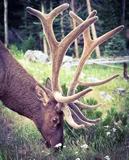 Stag Prints: A bull elk at Rocky mountain National Park
