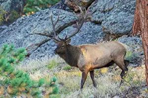 Alertness Prints: Bull elk scouting out the nearby montane meadow for prospective cows in the Rocky Mountains