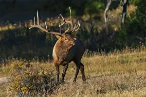 Cervus Elaphus Nelsoni Prints: Bull elk, out of the shadows, Colorado, USA
