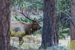 Rocky Mountain Elk Prints: Bull elk on the move in the Colorado western forest