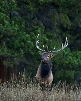Greg Vaughn Photography Prints: Bull elk, Yellowstone National Park