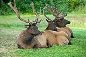 Antlers Prints: Bull Elks 'Roosevelt' in velvet, Prairie Creek State Park