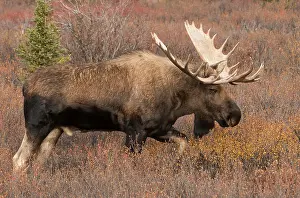 Antlers Prints: Bull Moose, Autumn, Alaska-Yukon variety, Large Antlers, Denali National Park, Alaska