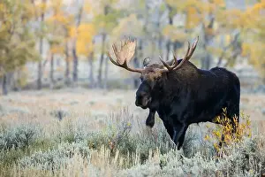 Moose Prints: Bull moose on the move, autumn cottonwoods of Wyoming