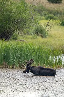 Moose Prints: Bull Moose in a River in Rocky Mountain National Park