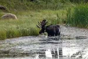 Moose Prints: Bull Moose in a River in Rocky Mountain National Park