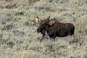 Wild Park Prints: Bull moose walking through Sage Brush on a bright warm day