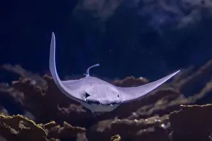 Aquatic Animal Prints: Bull Ray Swimming in Natural Ocean Habitat - Stunning Underwater Wildlife
