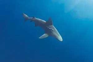 Amazing Nature Prints: Bull Shark (Carcharhinus leucas) in Jupiter, Florida, USA