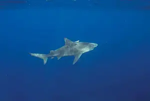 Amazing Nature Prints: Bull Shark (Carcharhinus leucas) in Jupiter, Florida, USA