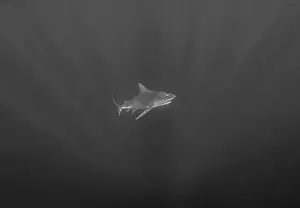 Amazing Nature Prints: Bull Shark (Carcharhinus leucas) in Jupiter, Florida, USA