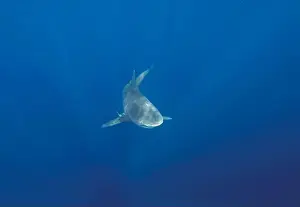 Amazing Nature Prints: Bull Shark (Carcharhinus leucas) in Jupiter, Florida, USA
