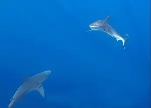 Amazing Nature Prints: Bull Shark (Carcharhinus leucas) in Jupiter, Florida, USA