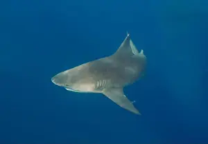 Amazing Nature Prints: Bull Shark (Carcharhinus leucas) in Jupiter, Florida, USA