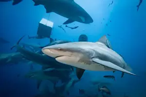 Encounter Prints: Bull Sharks schooling above coral reef