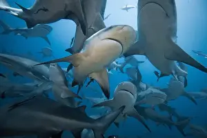 Encounter Prints: Bull Sharks schooling above coral reef