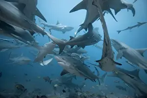 Encounter Prints: Bull Sharks schooling above coral reef