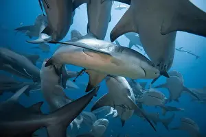 Encounter Prints: Bull Sharks schooling above coral reef