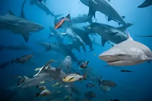 Encounter Prints: Bull Sharks schooling above coral reef