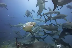 Encounter Prints: Bull Sharks schooling above coral reef