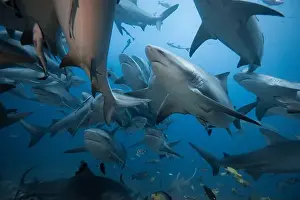 Encounter Prints: Bull Sharks schooling above coral reef