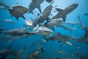 Encounter Prints: Bull Sharks schooling above coral reef