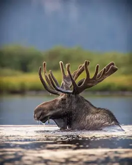 North American Wildlife Prints: Bull Shiras Moose - alces alces - foraging in high mountain valley pond at dusk Colorado