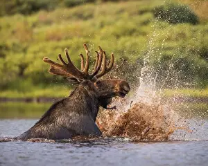 North American Wildlife Prints: Bull Shiras Moose - alces alces - splashing in high mountain valley pond Colorado, USA