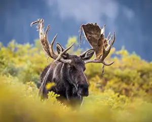 Antlers Prints: Bull Shiras Moose - alces alces - standing in autumn changing willows with strings of velvet hanging off antlers